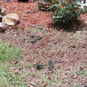 Flower Bed Weeding by Kota Lawn Care reviewed on August 14, 2025
