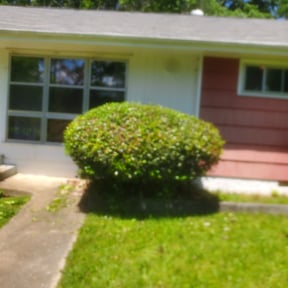 Bush Trimming by Phillip Landscape reviewed on November 24, 2025