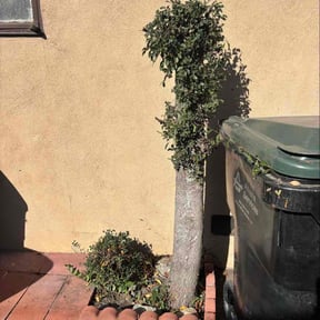 Bush Trimming by Nick Poole Home Services reviewed on February 22, 2026