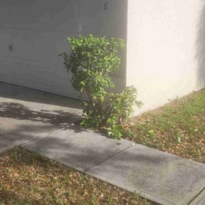 Bush Trimming by Lawns landscapes and more reviewed on August 17, 2025