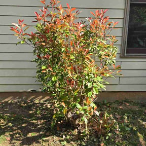 Bush Trimming by Flores Garden Landscapes reviewed on April 28, 2026