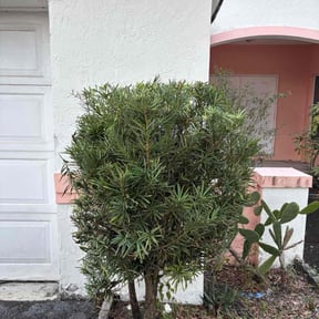 Bush Trimming by GR8GRASS LLC reviewed on October 18, 2025