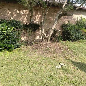 Bush Trimming by DC Landscape reviewed on May 27, 2026