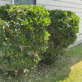 Bush Trimming by MGO Investments, LLC reviewed on July 17, 2026