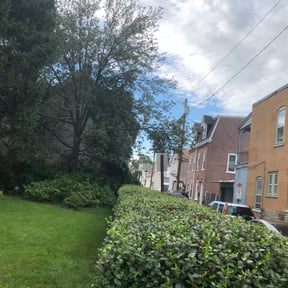 Bush Trimming by Lawn pro reviewed on August 16, 2025