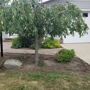 Bush Trimming by It's Dubble Better Lawn & haul reviewed on August 18, 2025