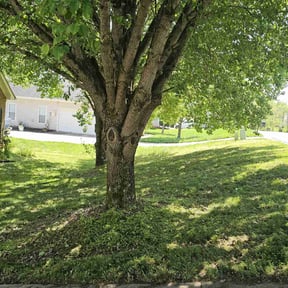 landscape maintenance by Cornerstone landscape & design reviewed on August 15, 2025