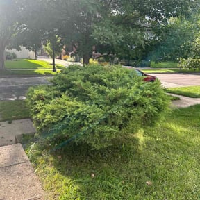 Bush Trimming by Right On Time services reviewed on August 15, 2025