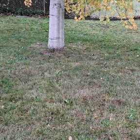 Leaf Removal by Simple Solution Home Services LLC reviewed on November 28, 2025