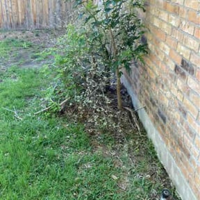 Bush Trimming by 1st choice lawn care reviewed on September 4, 2024