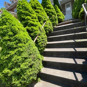 Bush Trimming by Texans lawn service reviewed on August 13, 2025