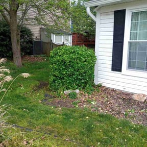 Bush Trimming by Mow Green Lawns reviewed on August 18, 2025