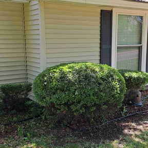 Bush Trimming by Stars & Stripes Lawn Care reviewed on August 13, 2025