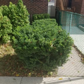 Bush Trimming by Top Notch Lawn Care& MAINTENCE reviewed on August 19, 2025