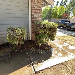 Bush Trimming by Green Thumb Agostini Lawn Care and Landscaping reviewed on May 27, 2025