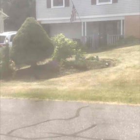 Bush Trimming by Mckinneys Lawn & Tree Care reviewed on August 18, 2025