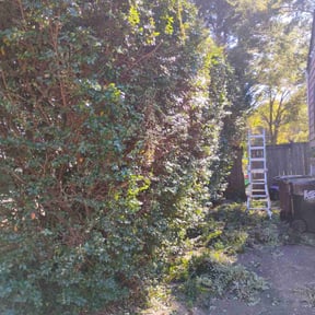 Bush Trimming by Superior Landscape &amp; Maintenance, Inc. reviewed on November 23, 2025