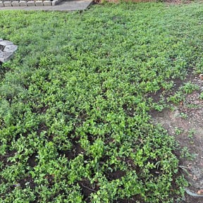Leaf Removal by Handyman Mike reviewed on June 7, 2026