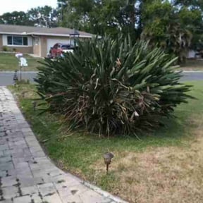 Bush Trimming by ALS Lawn Care reviewed on August 16, 2025