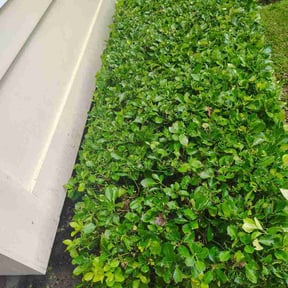 Bush Trimming by Greenline Lawn Co reviewed on June 6, 2026