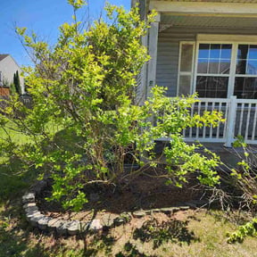 Bush Trimming by Yardly lawn care reviewed on June 2, 2026