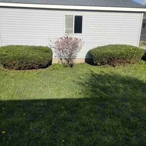 Bush Trimming by Vazquez Exterior Maintenance reviewed on August 14, 2025
