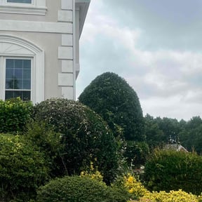 Bush Trimming by Hector's Lawn Care reviewed on November 24, 2025