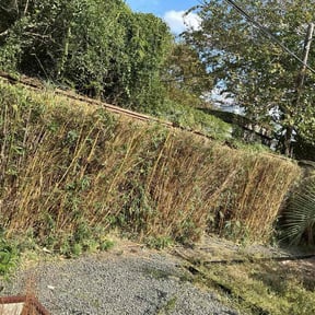 Bush Trimming by JJlandscaping y mansory reviewed on May 1, 2024
