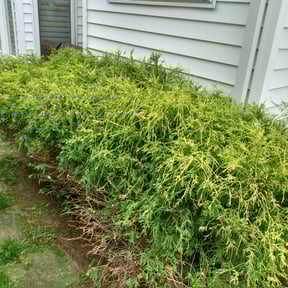 Bush Trimming by Brooks lawn Care reviewed on August 21, 2025