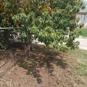 Leaf Removal by True Touch Lawn &amp; Landscape reviewed on September 14, 2025