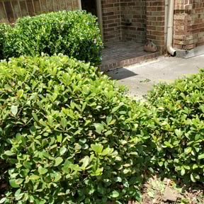 Bush Trimming by Jack of all Trades Multiservices reviewed on November 23, 2025