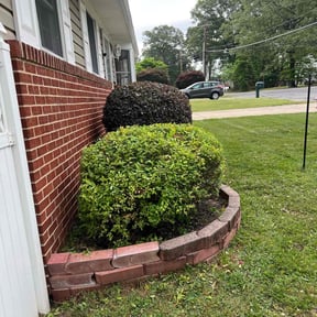 Bush Trimming by Alexander's reviewed on August 13, 2025