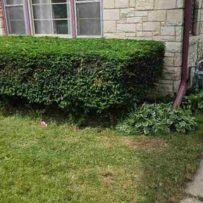 Bush Trimming by Sal Lawn Care reviewed on June 18, 2026