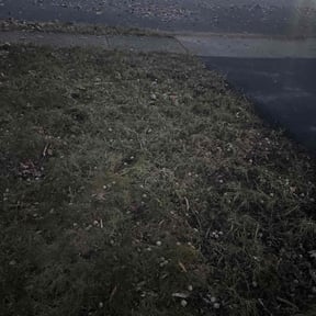 Leaf Removal by Make Your Lawn Shine reviewed on November 20, 2025