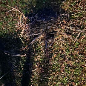 Flower Bed Weeding by Nestorlawncare reviewed on March 22, 2026