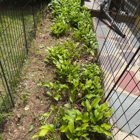Flower Bed Weeding by MikesMowing reviewed on May 30, 2026