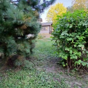 Bush Trimming by Jega lawn care services reviewed on November 9, 2025