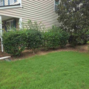 Bush Trimming by Precise Landscaping reviewed on April 25, 2026