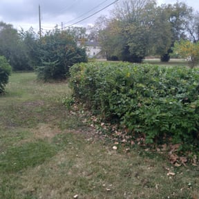 Bush Trimming by Self employed Mikes lawn Services reviewed on August 18, 2025