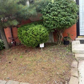Bush Trimming by Bizzy Bee Lawn Cutting reviewed on July 29, 2026