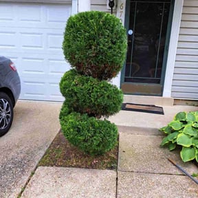 Bush Trimming by Gumaso’s landscaping &gardening services reviewed on August 15, 2025