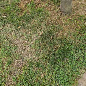 Flower Bed Weeding by R&amp;J Services reviewed on May 4, 2026