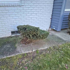 Bush Trimming by G&M Landscaping Services reviewed on August 19, 2025