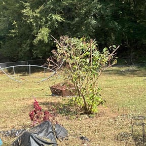 Bush Trimming by Budget Blades Lawn Service reviewed on December 11, 2025