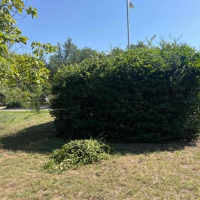 Bush Trimming by K and b property solutions llc reviewed on October 24, 2025