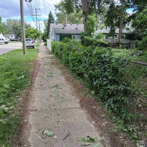 Bush Trimming by AB Yard Service reviewed on June 25, 2026