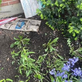 Leaf Removal by A Lawn Service reviewed on September 14, 2025