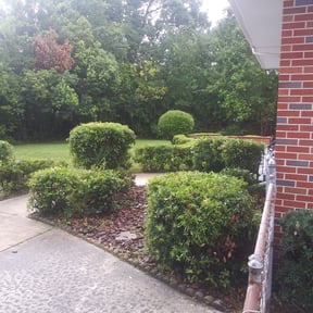 Bush Trimming by Scott M Wright Enterprises DBA Marathon lawn service reviewed on August 19, 2025