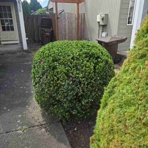 Bush Trimming by Sammy's Lawn Care reviewed on August 2, 2026