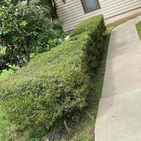 Bush Trimming by Lambeth building & design llc reviewed on August 17, 2025